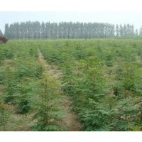 北欒基地北欒樹種植基地|亞太園林|北欒基地北京欒樹基地