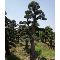 大型景觀樹(shù)造型紅花繼木，征地用樹(shù)造型榆樹(shù)，征收樹(shù)專地樹(shù)紅楓，