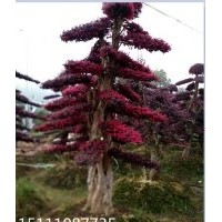 批發(fā)10、12、15、20公分造型紅花繼木、造型杜英、造型欏木石楠、