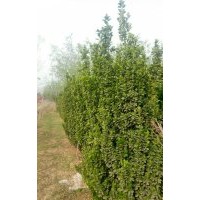 大量出售北海道黃楊，電話15966192988