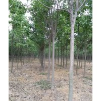 供應10公分楸樹