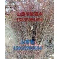 山杏苗價格一年山杏苗一年山杏苗價格50公分山杏苗0.6粗山杏