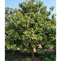 廣玉蘭15-19-20-22公分