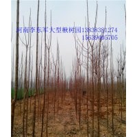 周口楸樹！淮陽大型楸樹園