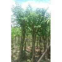 ,平婆，紅花紫荊，宮粉，美麗木柿白玉蘭袋苗3一30分，