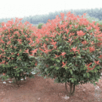 南京紅葉石楠基地 1.2米冠紅葉石楠價格