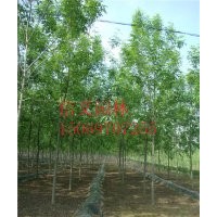 8公分速生白蠟價(jià)格