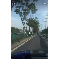 處理移栽欒樹(shù)