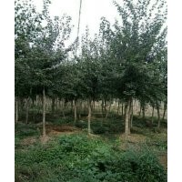 對(duì)節(jié)白臘