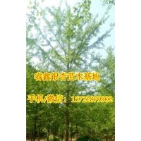 銀杏樹(shù)價(jià)格,睿鑫銀杏,29公分銀杏樹(shù)價(jià)格