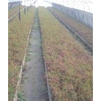 大豐中山杉鹽城中山杉江蘇中山杉