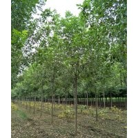 8到10公分的白蠟