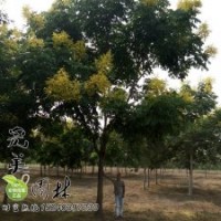 欒樹(shù)_黃山欒樹(shù)基地