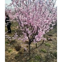 供應(yīng)梅花_榆葉梅_美人梅_珍珠梅_臘梅