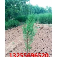 側(cè)柏品種大全 側(cè)柏價(jià)格 側(cè)柏照片 側(cè)柏報(bào)價(jià)