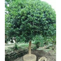 高桿桂花，精品桂花，骨架桂花，紅豆杉杯苗，紅豆杉骨架，精品紅