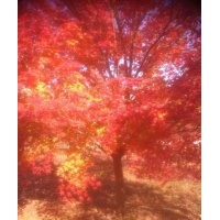 供應大規(guī)格雞爪槭20公分/22公分25公分