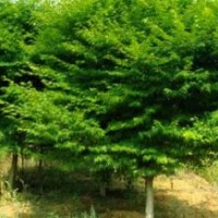 供應大規(guī)格雞爪槭9公分10公分到12公分