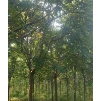 供應(yīng)欒樹(shù)
