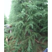 駐馬店雪松基地|15978416220|河南華達(dá)雪松基地