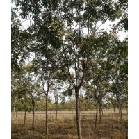精品欒樹大量供應(yīng)