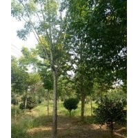 櫸樹,樸樹,量大