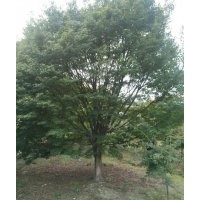 雞爪槭23一支17公分一支因田租到期低價出售