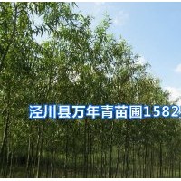 美國竹柳基地實景