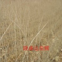 丁香,水蠟,金葉榆