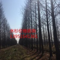 供應(yīng)17公分水杉