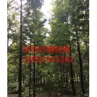 11公分水杉 水杉樹(shù)