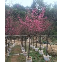 福建山櫻花，福建山櫻花基地，福建山櫻花價格
