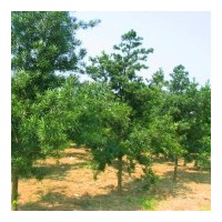 供垂絲海棠三角楓羅漢松八月桂雞爪槭紅梅紅楓