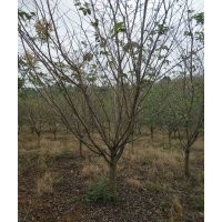 供應(yīng)大規(guī)格羽毛楓羅漢松紅梅雞爪槭桂花