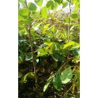 山槐苗40厘米以上