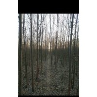 速生直柳1.5-3.0樹苗