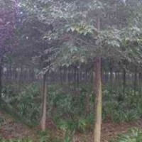 苦楝價格 苦楝基地 南京苦楝價格