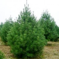 供應(yīng)白皮松