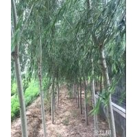常年出售金絲柳