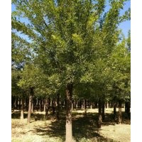 大規(guī)格 國槐 白蠟 柳樹