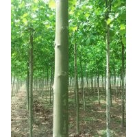 專業(yè)種植行道樹櫸樹,白蠟,法桐