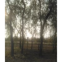 本人急售自然生長(zhǎng)垂柳