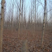 處理一批9公分法桐1-20公法桐