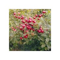 工程綠化苗木國槐苗