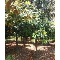 雪松直銷(xiāo)廣玉蘭直銷(xiāo)