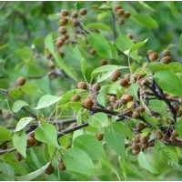 山西杜梨苗供應(yīng)