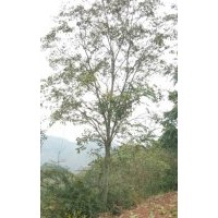 本公司大量出售：樸樹8-50公分,黃連木；18-60公分,羊蹄甲，5-30