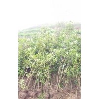 大量出售香樟樹，5-70公分,紅葉石蘭1-8公分,棗樹，20公分