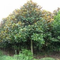 大量出售廣玉蘭