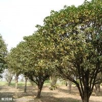 長(zhǎng)期大量批發(fā)不同規(guī)格桂花